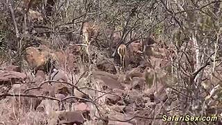 Wild Threesome With Big Tits, Big Cock, And Deepthroat Facial In African Sex Orgy