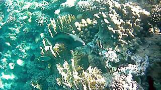 Mariaold, wanna flash those huge natural boobs again?