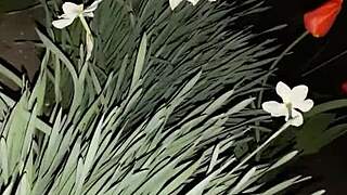 I invited my neighbor for flowers, then fucked her mouth hard