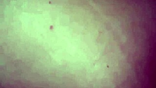 A vadia n�o se contenta s� com b adora arrebentar o rabo numa abobrinha grande e grossa at� ficar com a borda do cu frouxa