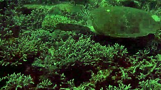 Pornovatas - Mulatita Cachonda Follando Como Loca El Pollon De V�ctor Bloom