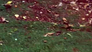 The wife wanders in the garden while I secretly record her from afar without her knowing.