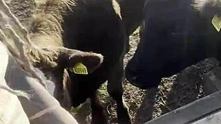 Just a tattooed happy hippy country girl chatting with cows and you too
